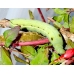 Silver-striped Hawkmoth Hippotion celerio 10 larvae 